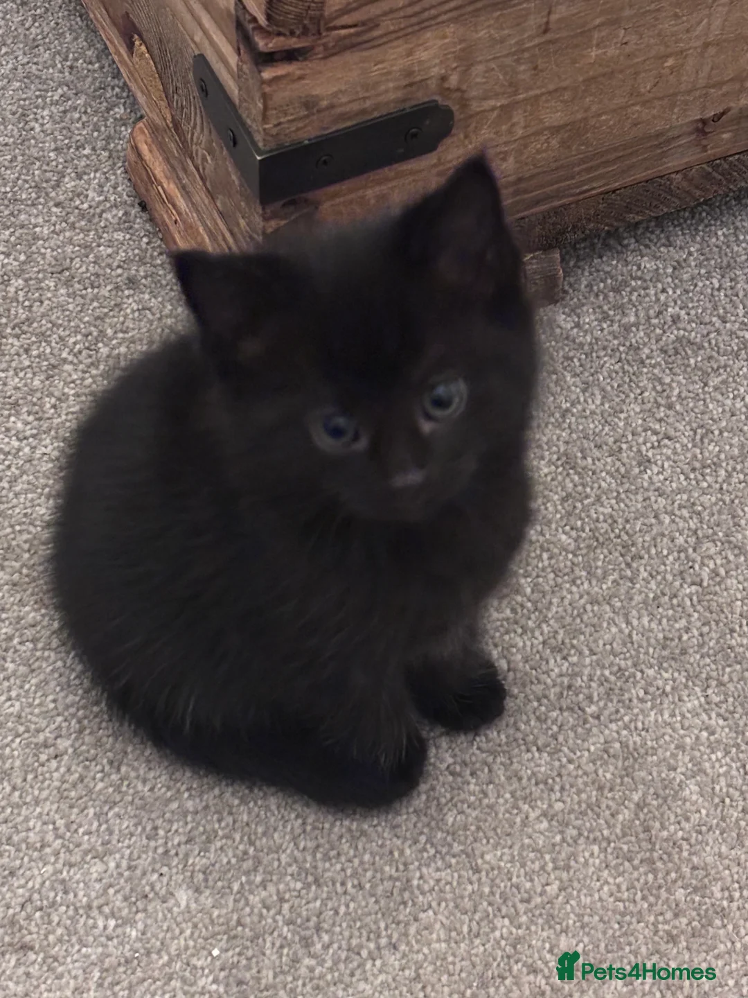 Mixed Breed cats for sale: Gorgeous moggy kittens for sale  - Advert 13