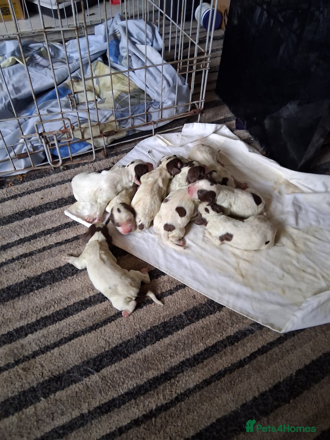 English Springer Spaniel dogs for sale: Beautiful puppies for sale  - Advert 8