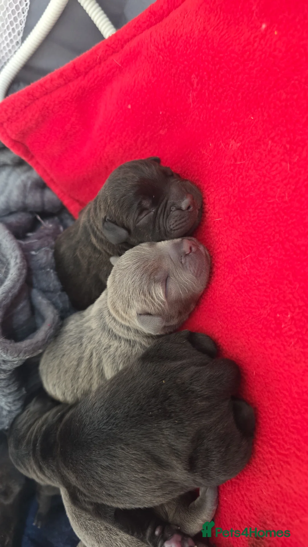 Staffordshire Bull Terrier dogs for sale: Staffy pups - Advert 1