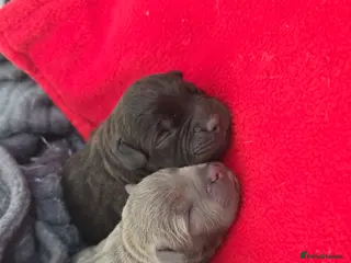 Staffordshire Bull Terrier dogs Staffy pups - Advert 13