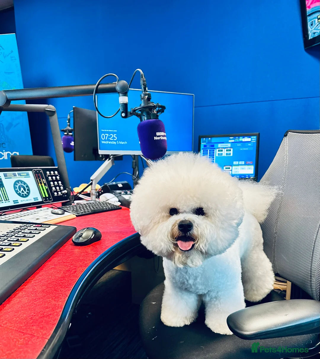 Bichon Frise dogs for stud: KC MULTI CHAMPION BICHON FRISE STUD DOG in Northampton - Advert 10