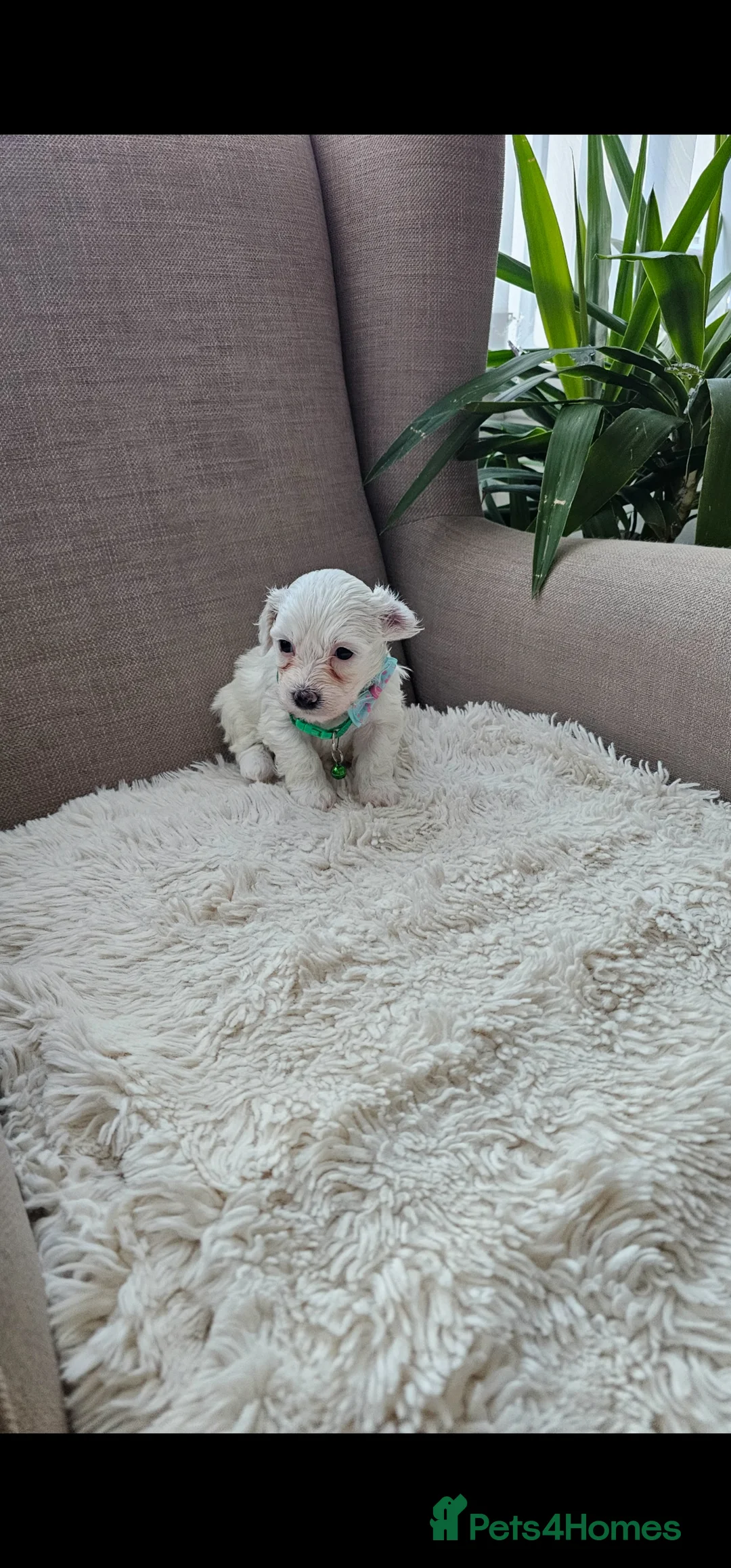 Bichon Frise dogs for sale: ♥️Fluffy Bichon Frise Puppies♥️ - Advert 2