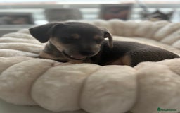 Jack Russell dogs for sale: READY NOW - QUALITY BLUE JR MINIATURE GIRL - Image 17