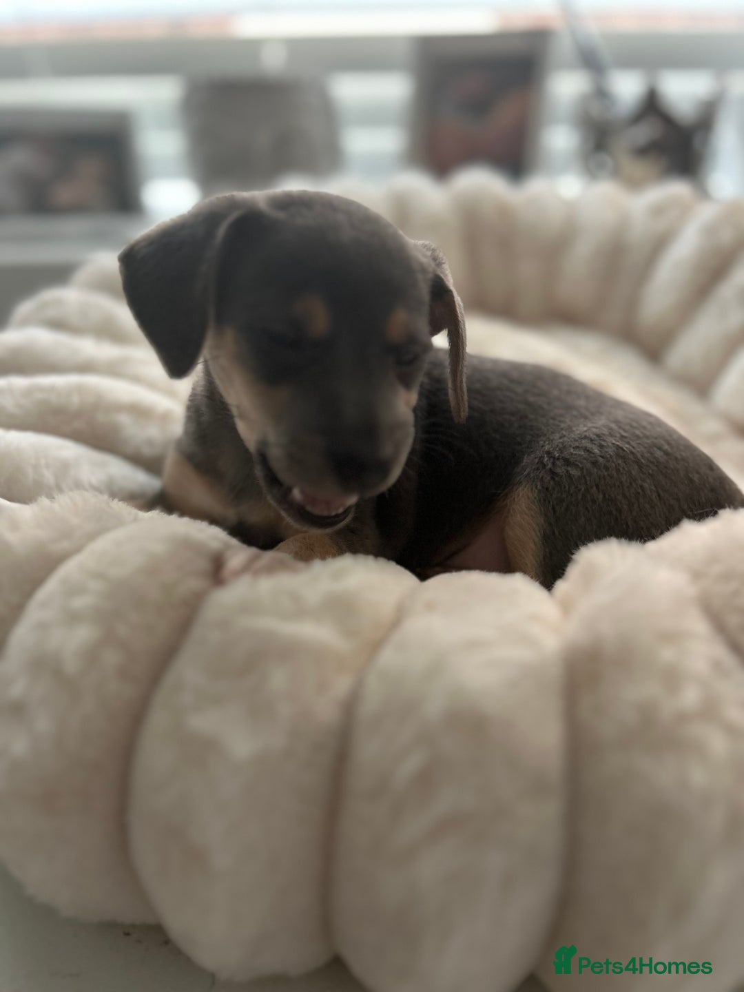 Jack Russell dogs for sale: READY NOW - QUALITY BLUE JR MINIATURE GIRL - Image 17