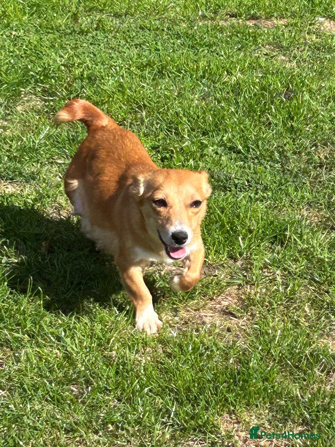 Jack Russell dogs for sale: Beautiful Rare Merle Mini Jack Russell Puppies  - Image 17