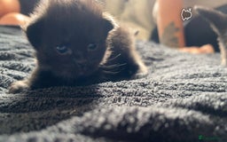Ragdoll cats for sale: Ragdoll kittens  - Image 1