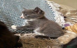 Mixed Breed cats for sale: 5 gorgeous kittens available  - Image 4