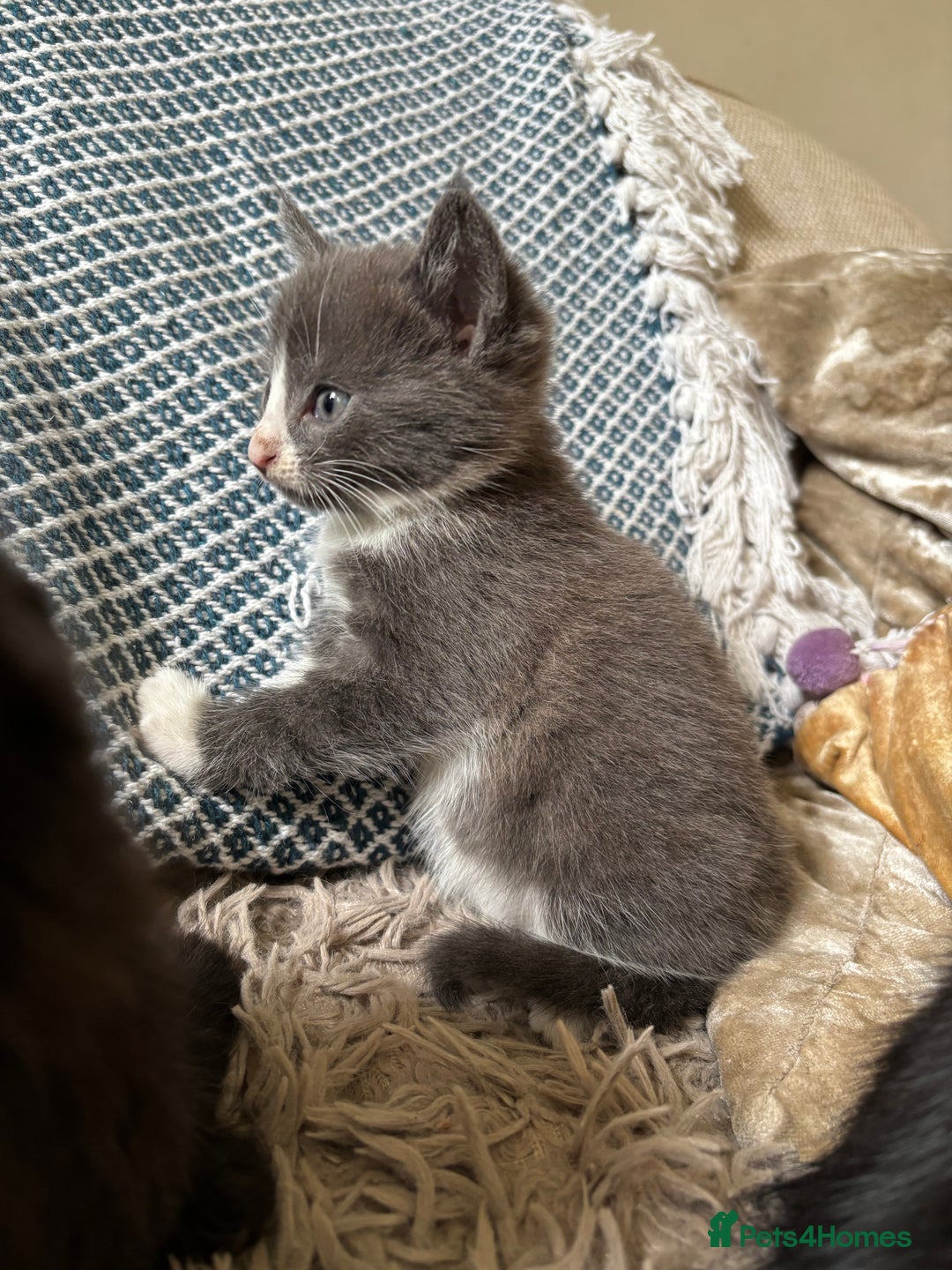 Mixed Breed cats for sale: 5 gorgeous kittens available  - Image 4