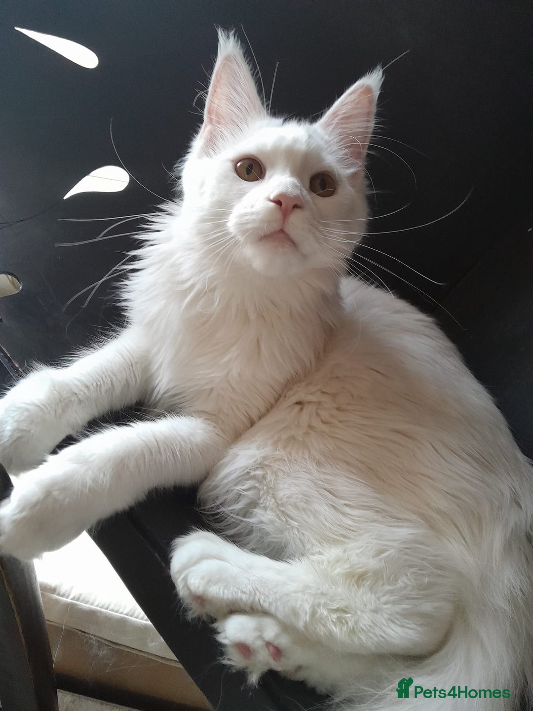 Maine Coon cats for sale: Solid white MaineCoon girl TICA - Advert 13