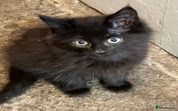 Mixed Breed cats for sale: Stunning fluffy kittens - Image 4