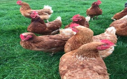 Chickens poultry for sale: 10 month old Lohmann brown chickens - Image 2