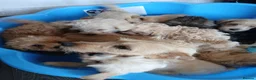 Jackapoo dogs for sale: Cockapoo puppy in Witney - Advert 1