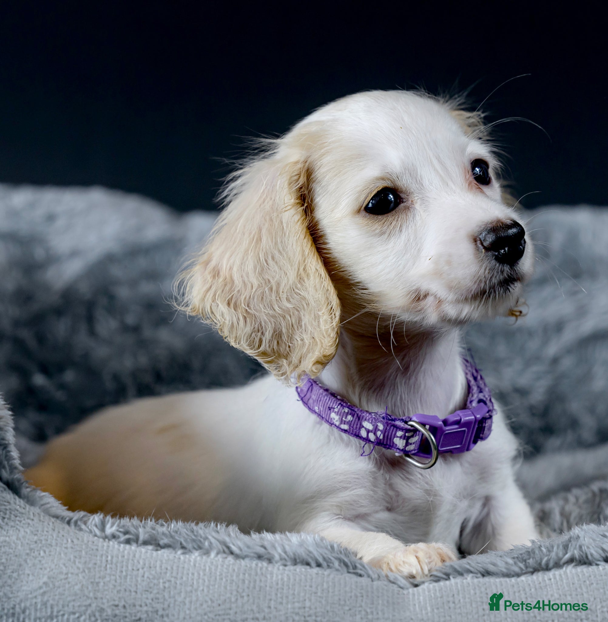 Miniature Dachshund Puppy 4