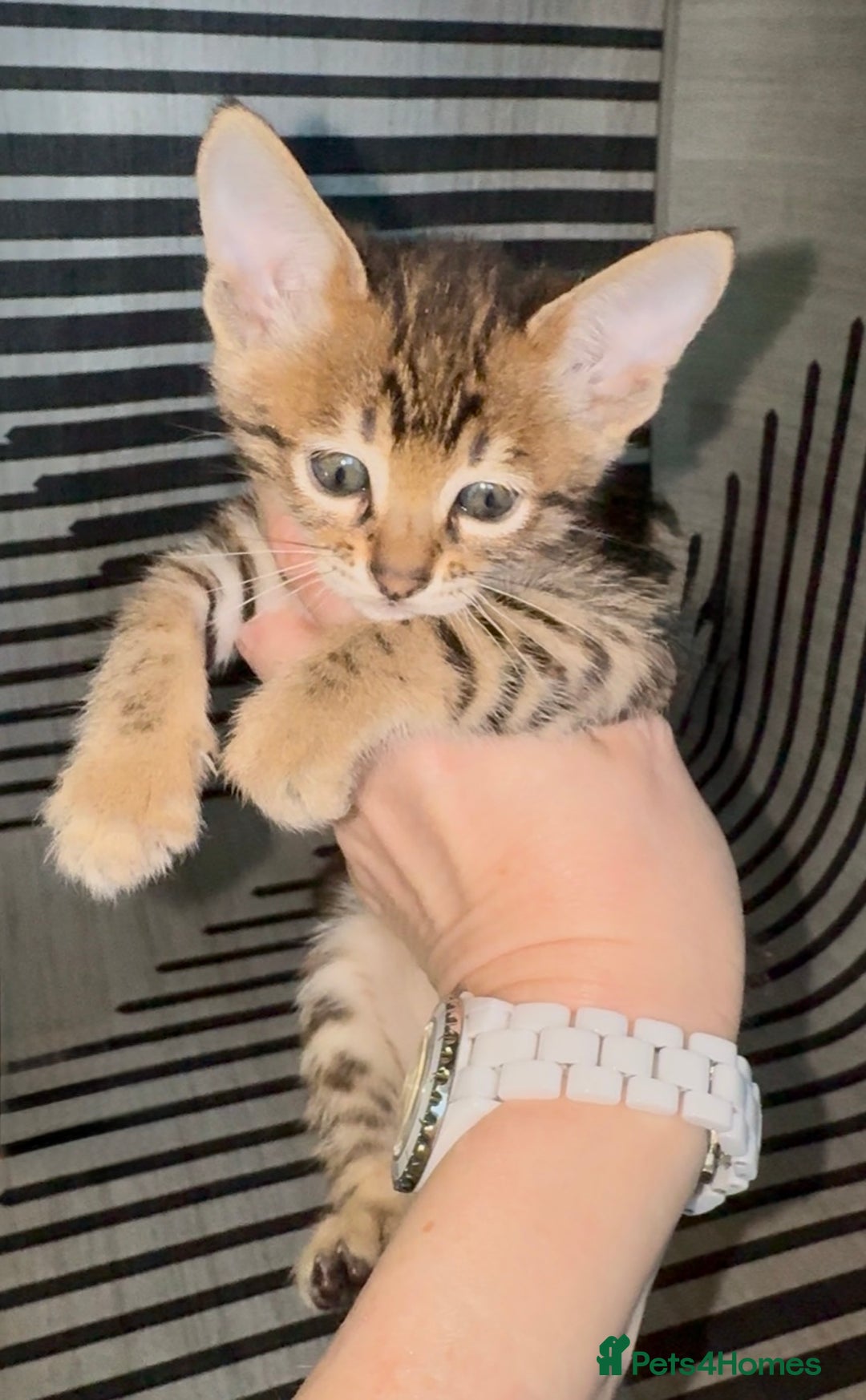 Savannah cats for sale: Excellent Quality Tica Registered Purebred kittens - Advert 15