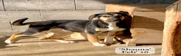 Mixed Breed dogs for adoption: Shauna, 6 months approx. Available for adoption. in Brixham - Advert 9