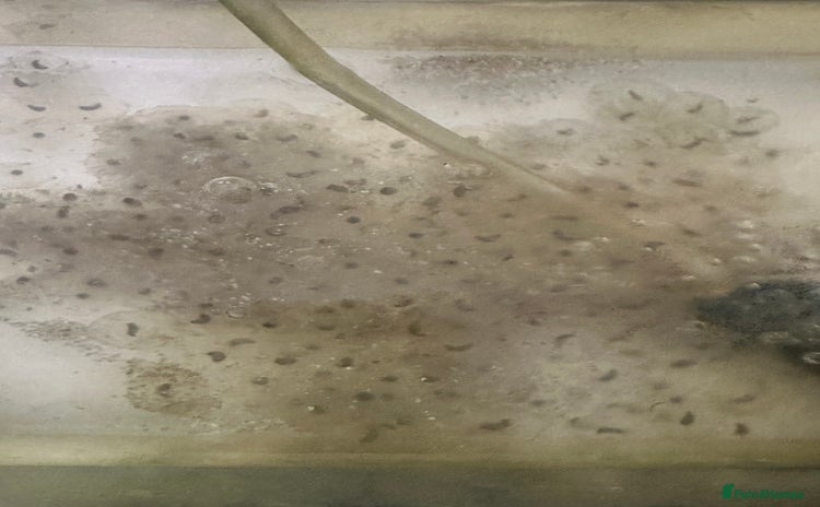 Axolotl reptiles 5 Axolotl eggs  - Advert 8