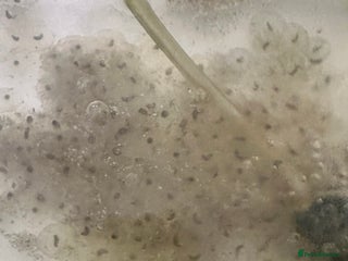 Axolotl reptiles 5 Axolotl eggs - Advert 11