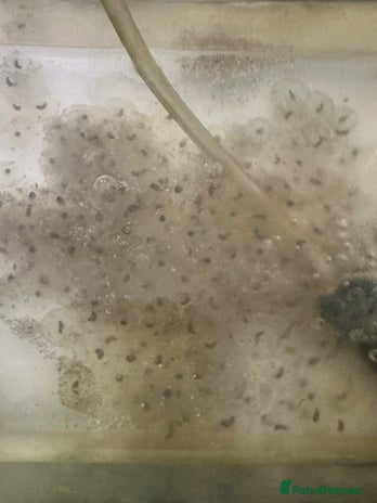 Axolotl reptiles 5 Axolotl eggs - Advert 11