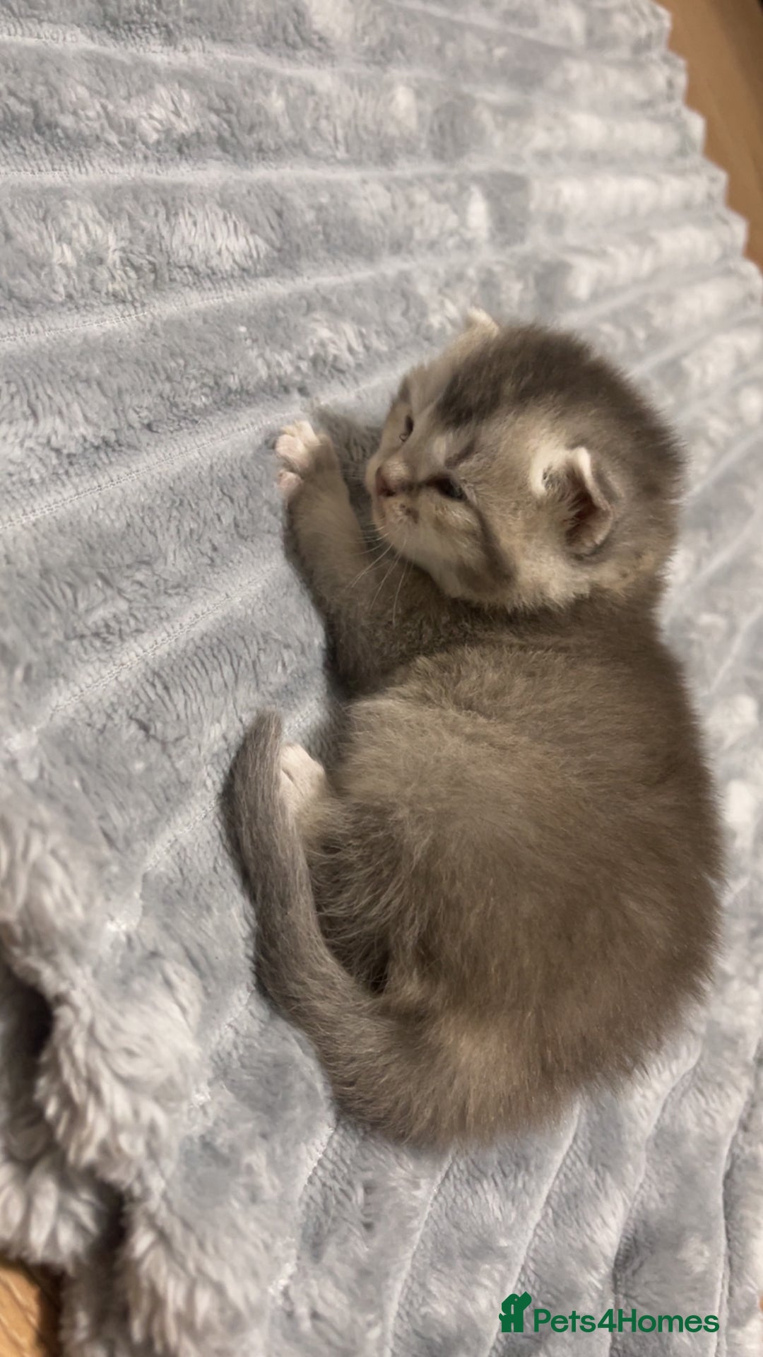 British Shorthair cats for sale: British Shorthair Kittens - Image 6