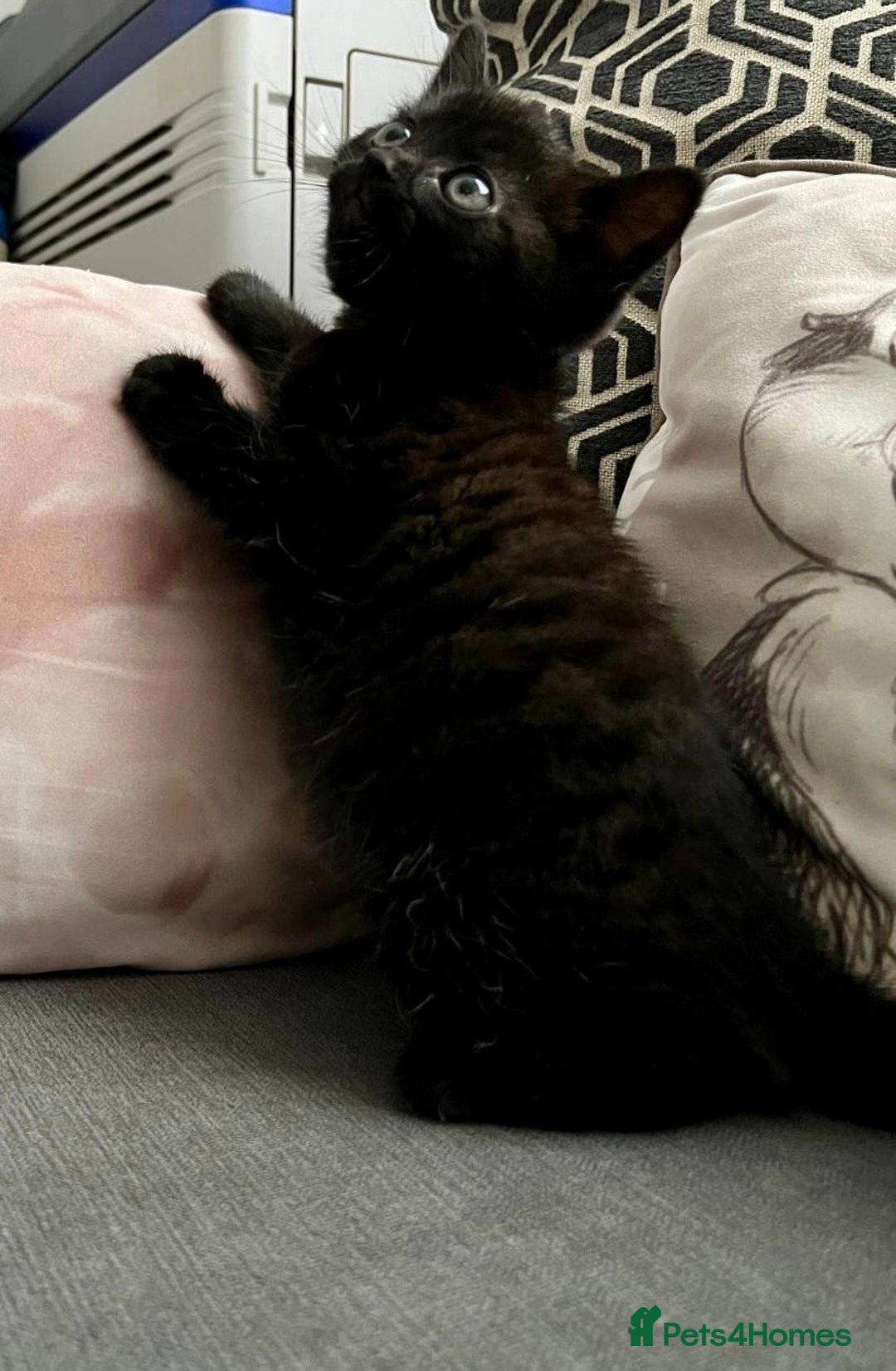British Shorthair cats for sale: Male,Female  - Image 12