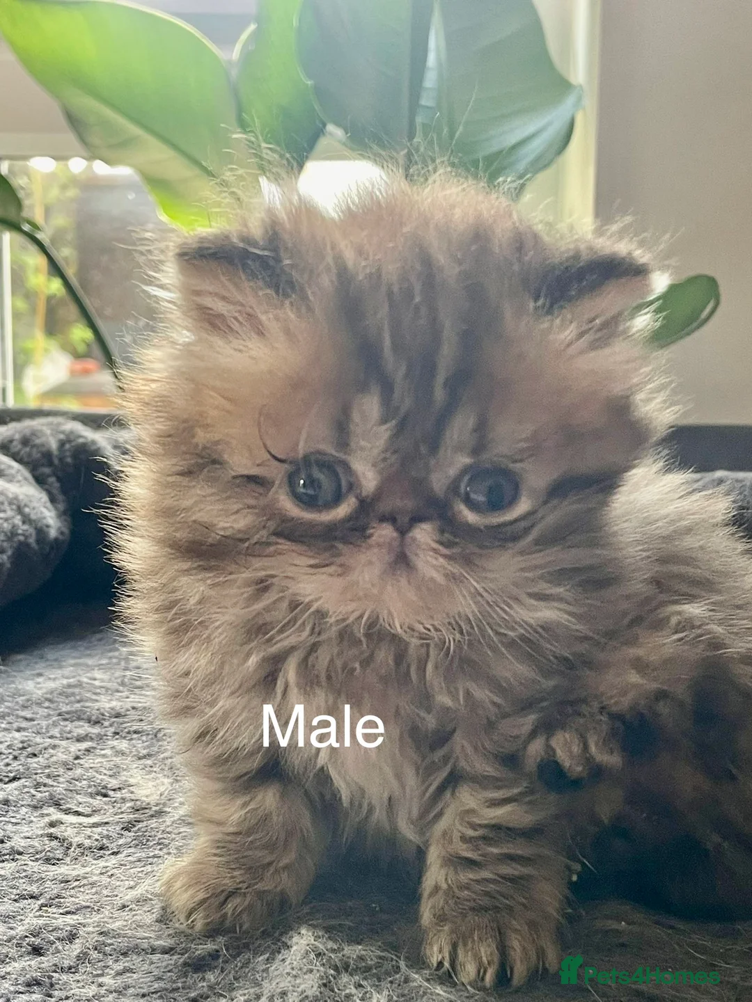 Persian cats for sale: Pure Persian Kittens for Sale 4 Adorable Babies 🐾 in Reading - Advert 15