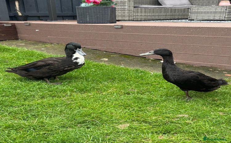Ducks poultry - Advert 1