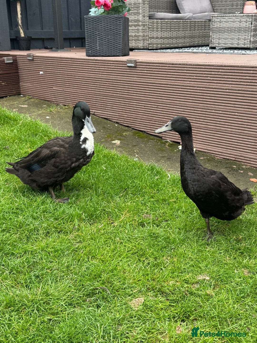 Ducks poultry for sale: Male & Female Ducks - Image 1