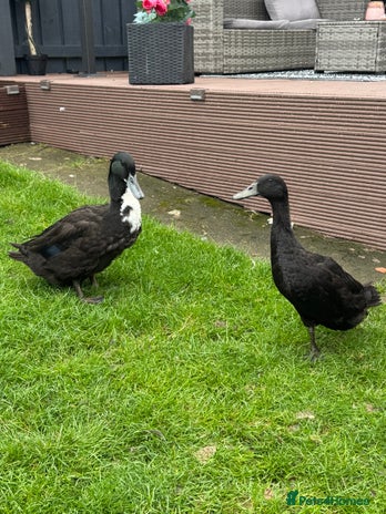 Ducks poultry - Advert 1