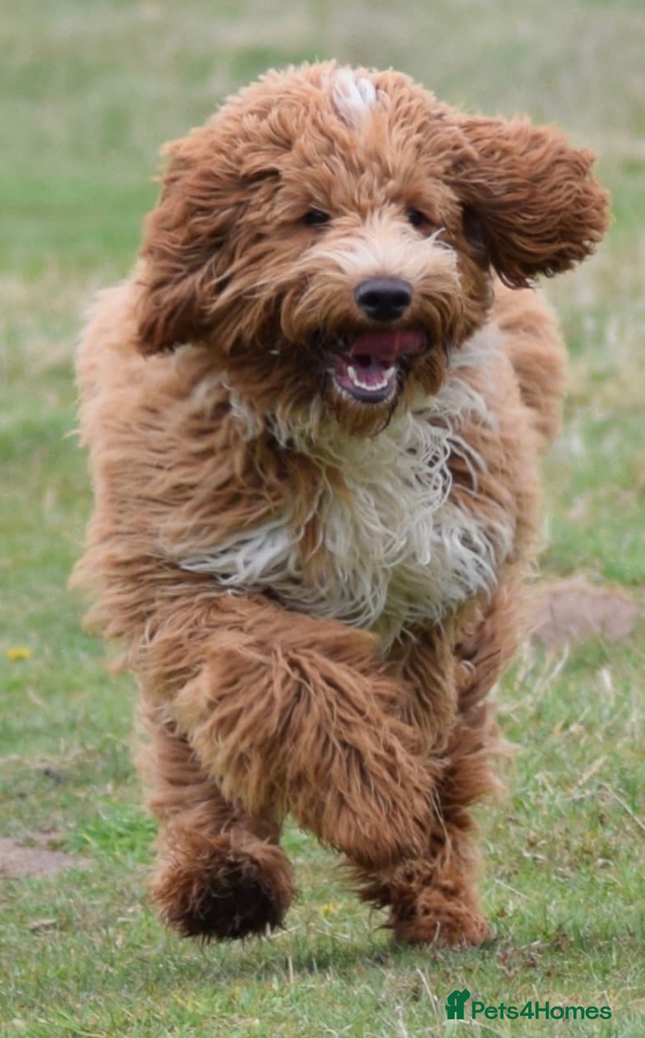 Goldendoodle dogs Stunning Multigenerational Goldendoodle Girls  - Advert 2