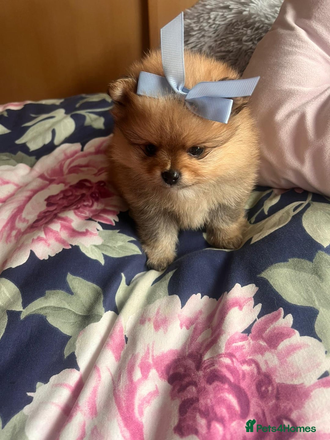Pomeranian dogs for sale: Beautiful ** Pomeranian puppies  - Advert 16