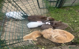 Lionhead rabbits for sale: Lionhead/Lop Baby Rabbits - Image 2