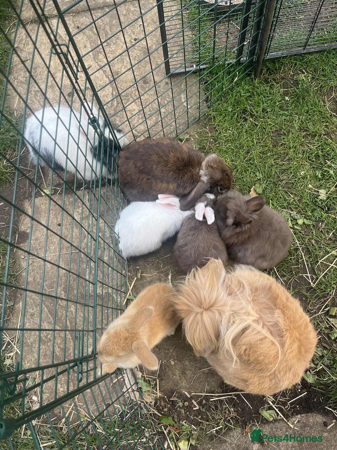 Lionhead rabbits for sale: Lionhead/Lop Baby Rabbits - Image 2
