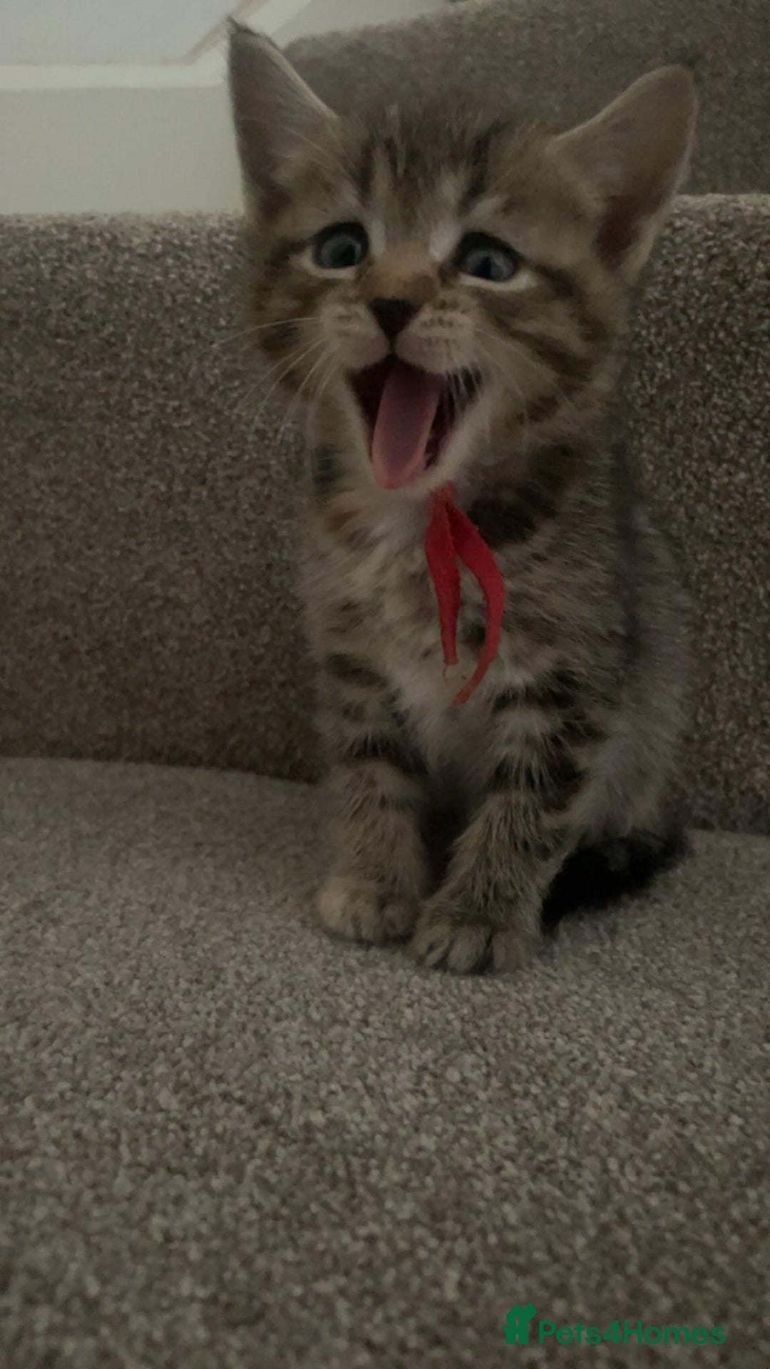 Mixed Breed cats for sale: Himalayan mixed - Image 13