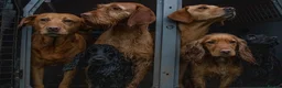 Cocker Spaniel dogs for sale: Fantasticly Bred Health Tested Cockers  - Advert 21
