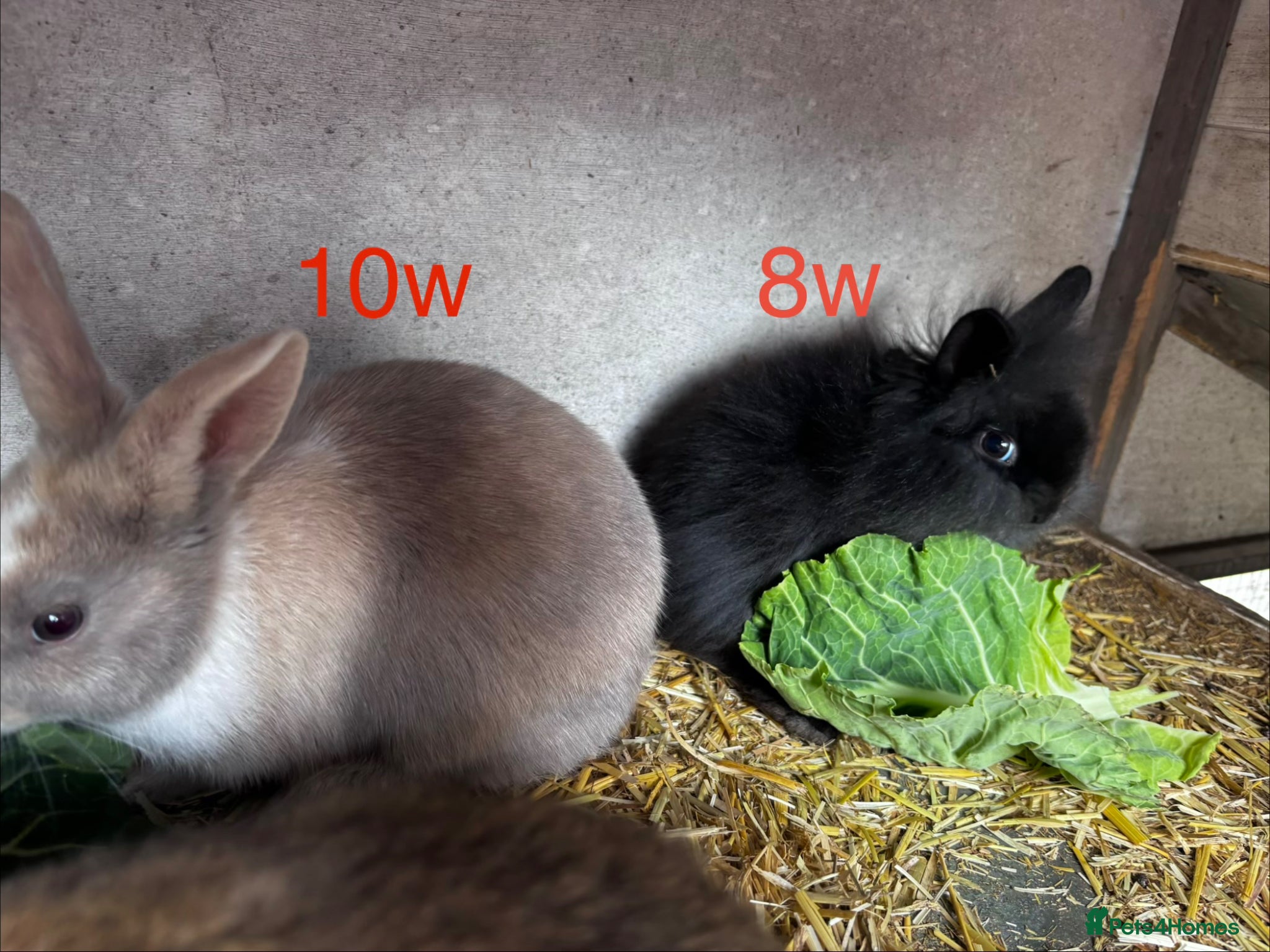 Mini Lion Lop rabbits 7 Beautiful Mini Lionhead Lops £40 Each - Advert 2