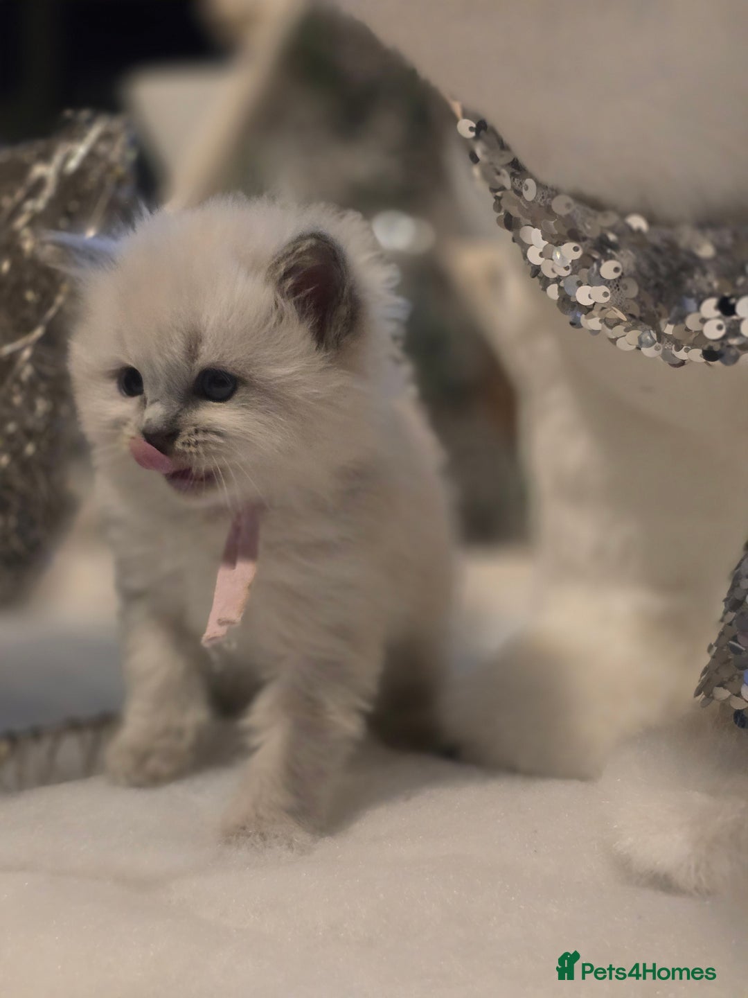 Ragdoll cats for sale: Precious GOOF Registered Ragdoll Kittens - 3 Girls - Advert 4