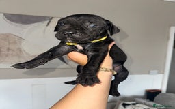 Cane Corso dogs for sale: Pure breed cane corso  - Image 20