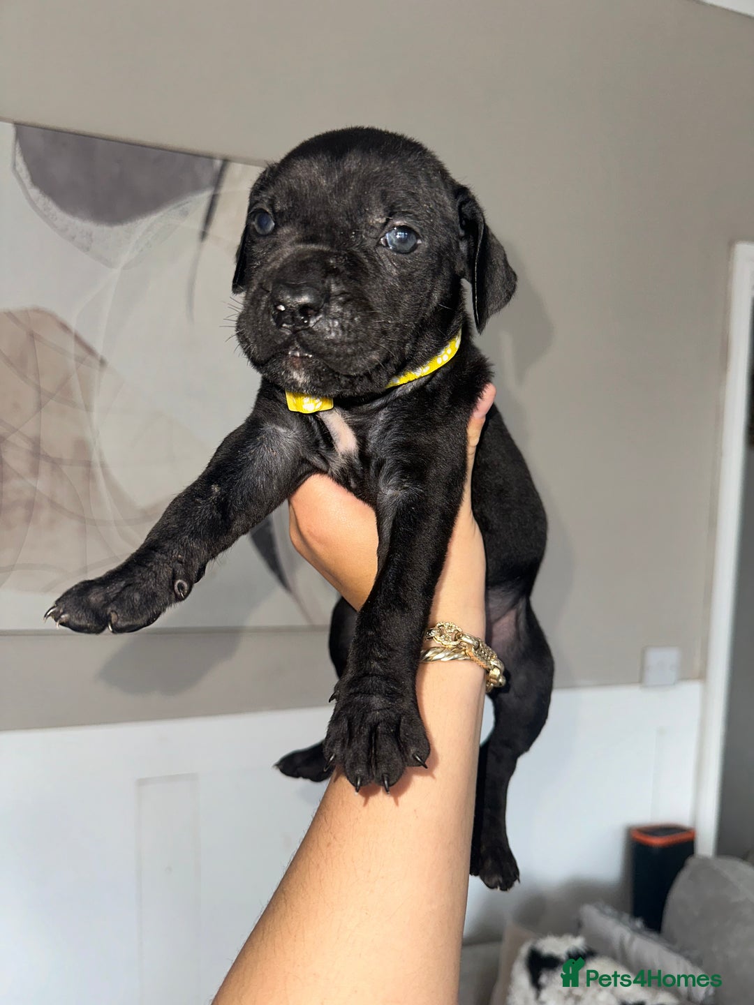 Cane Corso dogs for sale: Pure breed cane corso  - Image 20