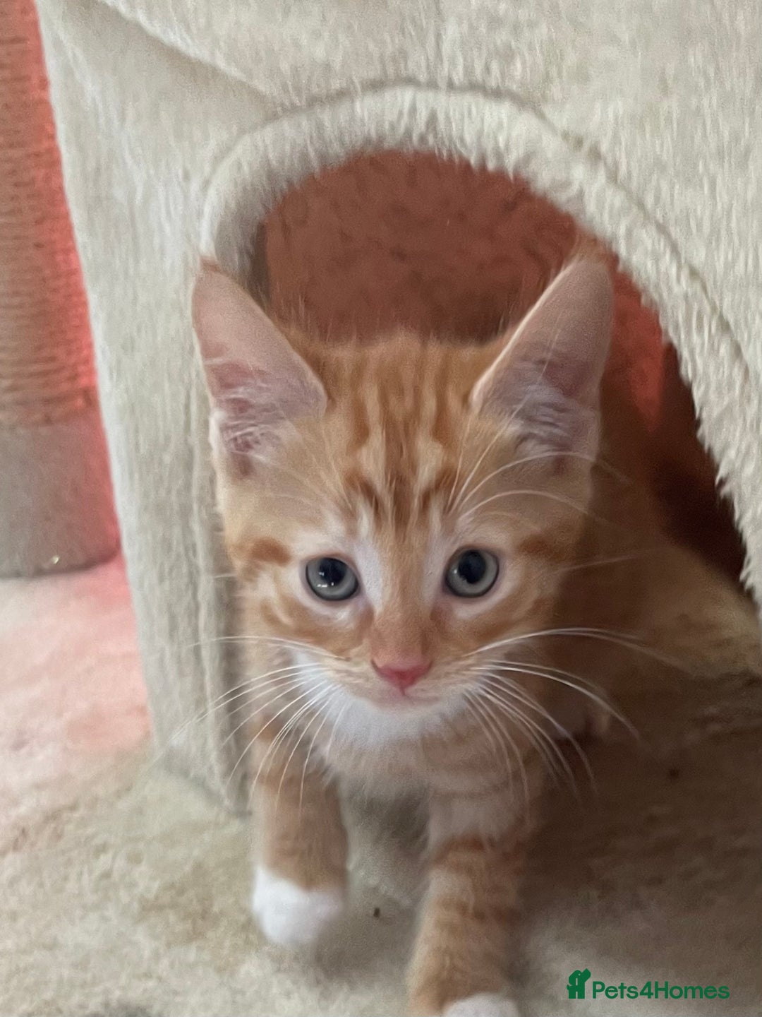 Mixed Breed cats for sale: Beautiful kitties looking for their forever homes. - Image 4