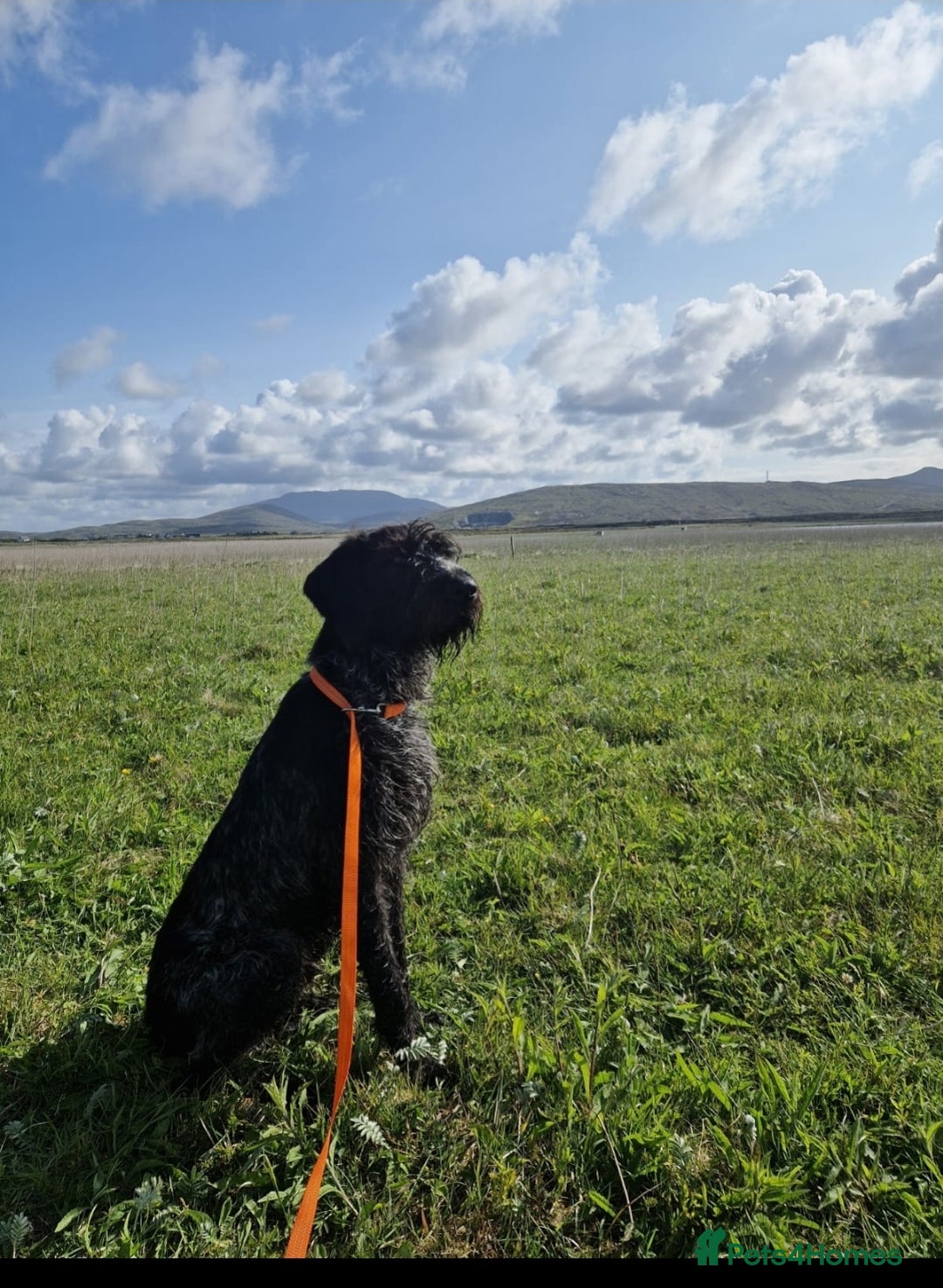 German Wirehaired Pointer dogs for sale: Stunning German wired haired pointer - Advert 3