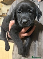 Labrador Retriever dogs - Advert 6