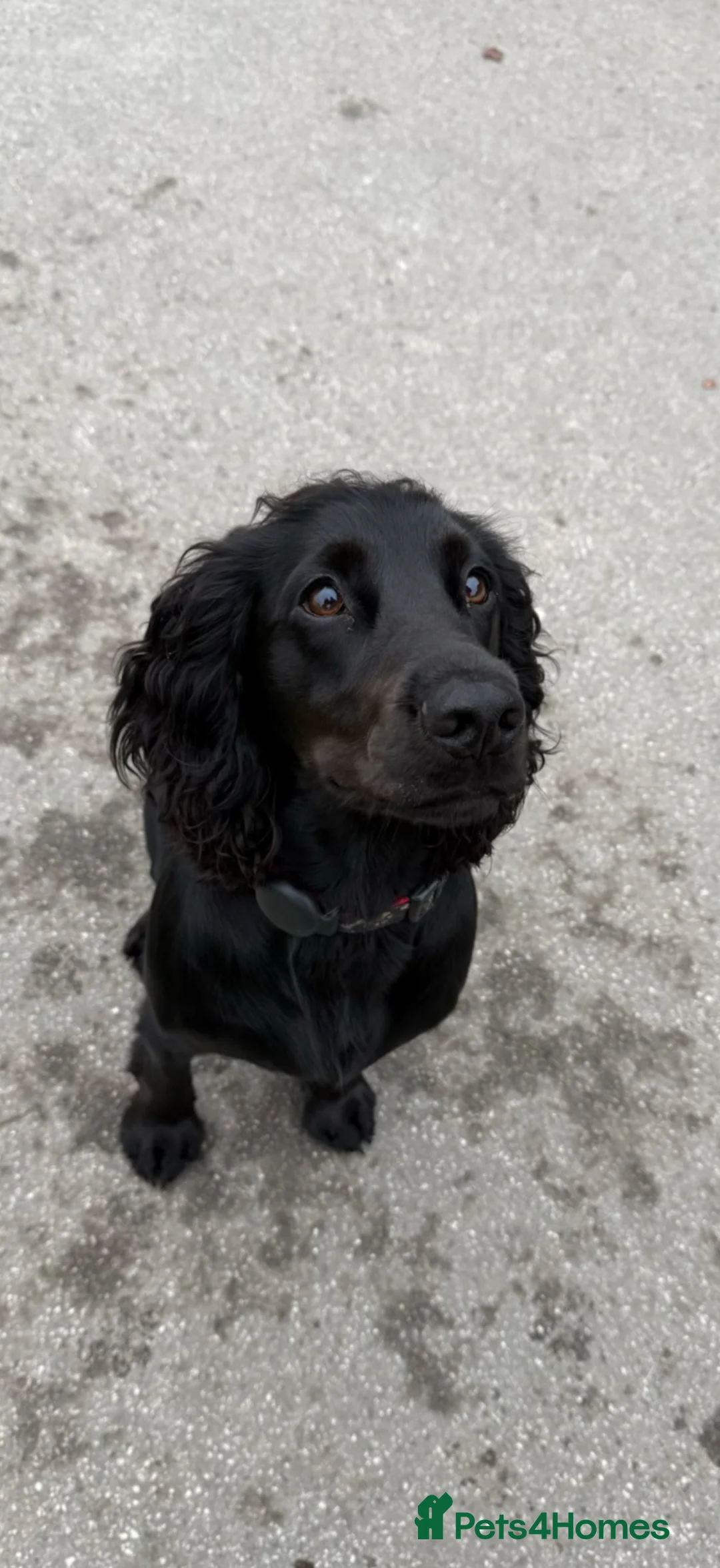 Cocker Spaniel dogs for stud: For stud beautiful black working cocker spaniel  - Advert 2