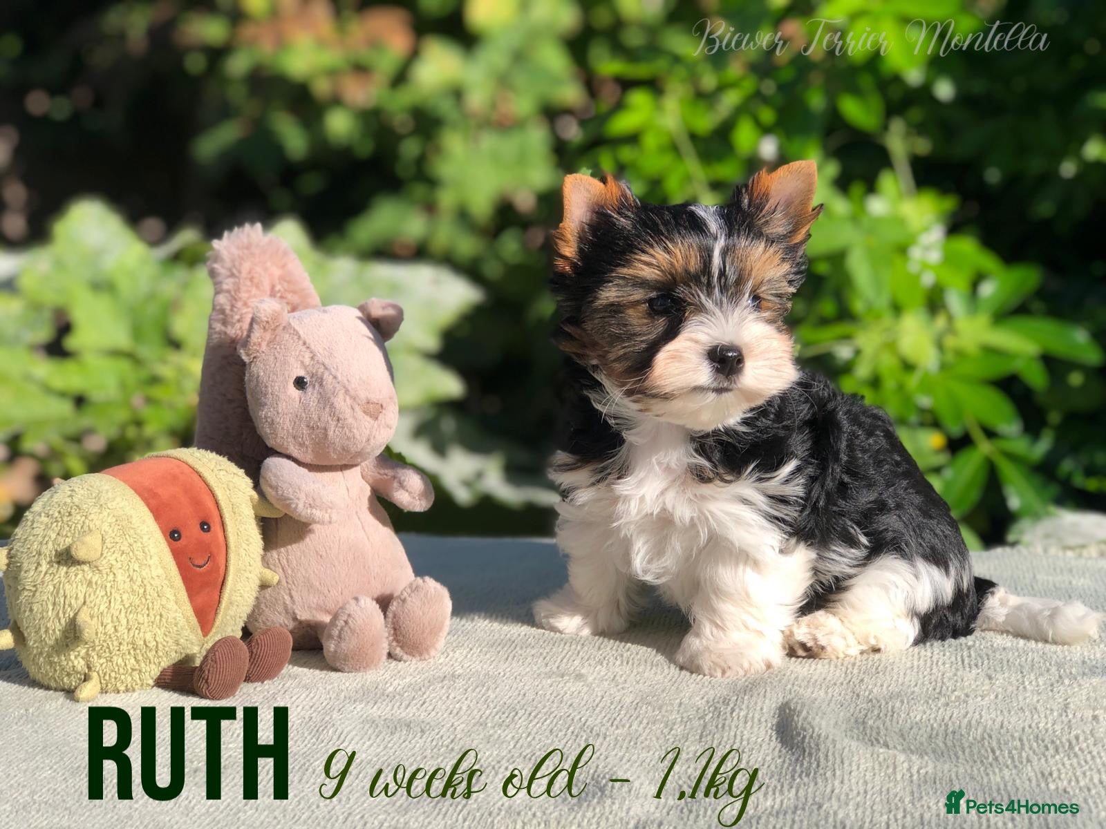 Yorkshire Terrier dogs Three Biewer Terriers LEFT! - Advert 2