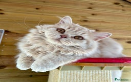 British Longhair cats for sale: British longhair kitten - Image 1