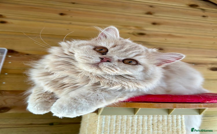 British Longhair cats for sale - Advert 1