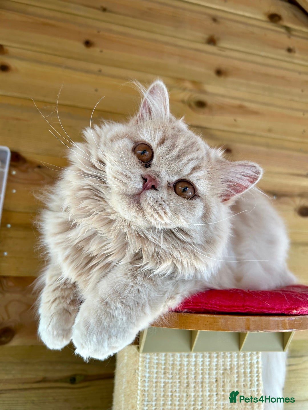 British Longhair cats for sale: British longhair kitten - Image 1