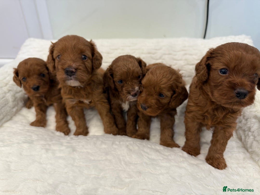 Cavapoo dogs for sale: 7 perfect f1b cavapoo’s. Fully dna & health clear. - Image 9