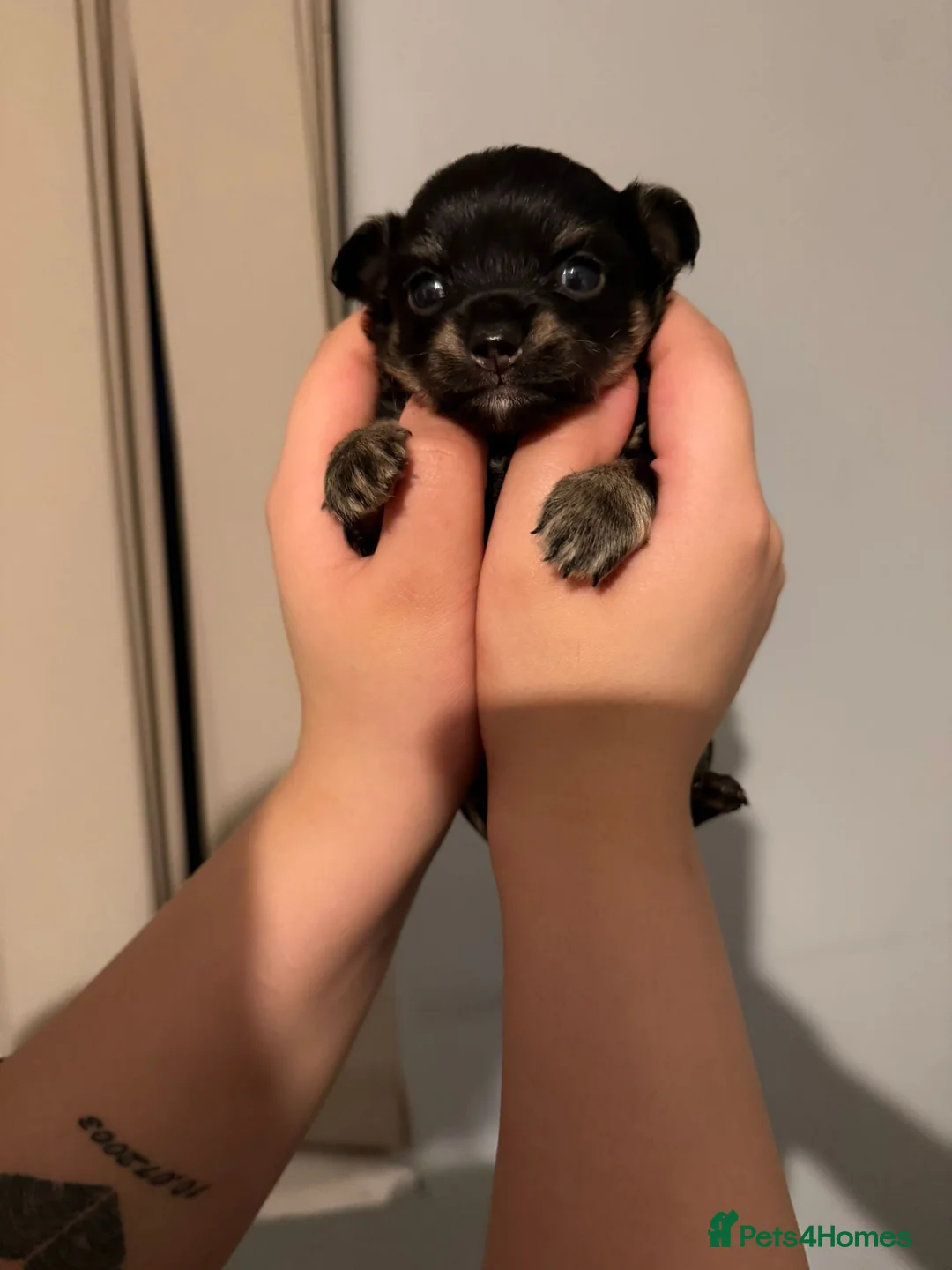 Chihuahua dogs for sale: Super Tiny Flat  **  Chihuahua Puppies  in Manchester - Advert 2
