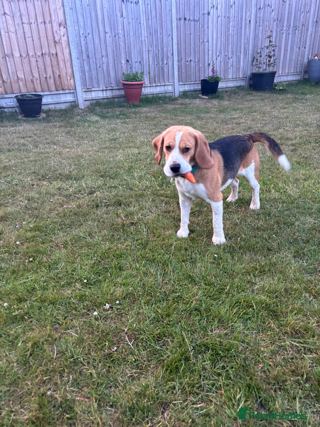 Beagle dogs for sale: Buddy boy  - Advert 3