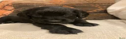 Sprocker dogs for sale: 8 beautiful healthy friendly little Sprocker pups - Advert 26